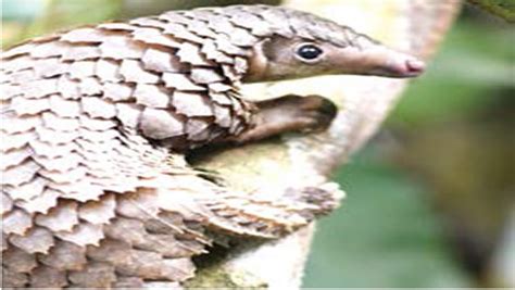 Pangolin: An Unlikely Hero Defying Gravity and Saving His Family!